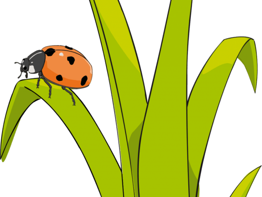 Lady Bug On Plant Clip Art (850x638), Png Download