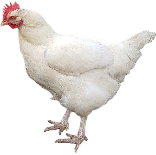 And No Design At All - Chicken (600x597), Png Download