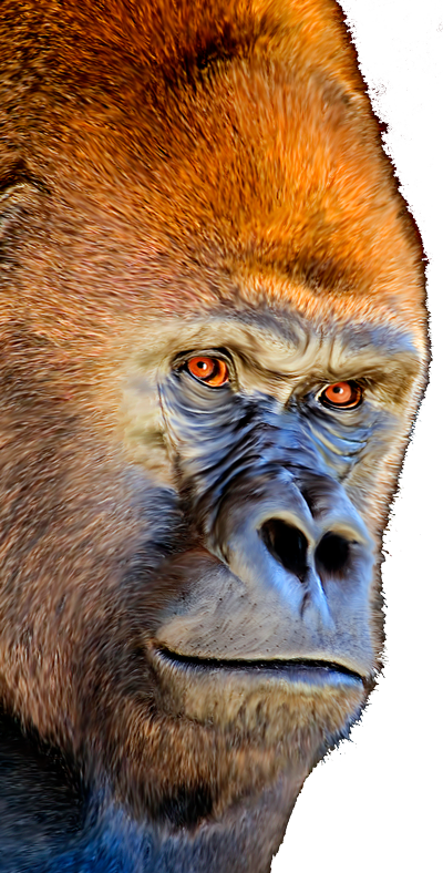 Gorilla-cellphone - Orange Harambe #6 (400x788), Png Download