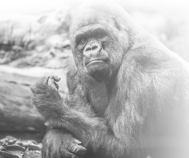 About Us - Common Chimpanzee (800x668), Png Download