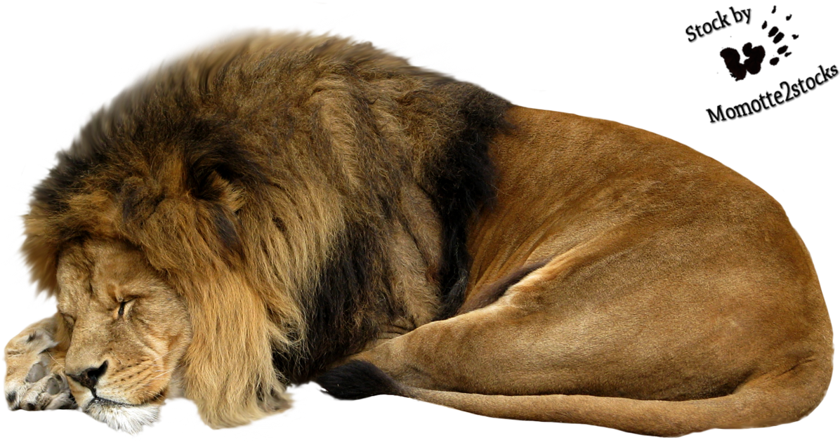 White Lion Clipart Sleeping Lion - Ne Diraj Lava Dok Spava Tekst (1226x652), Png Download