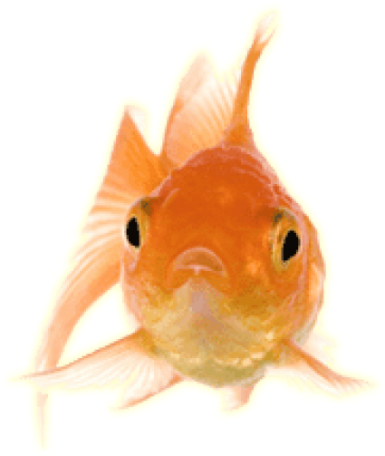 Free Png Download Gold Fish Front Png Images Background - Transparent Goldfish Gif (480x820), Png Download
