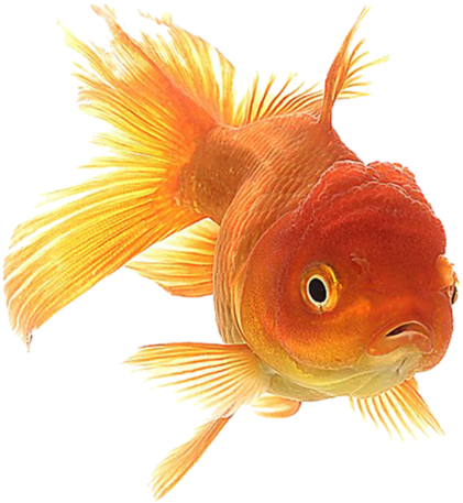 Goldfish Clipart File - Goldfish Animation (600x600), Png Download