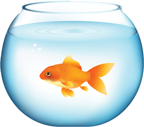 Goldfish (800x708), Png Download