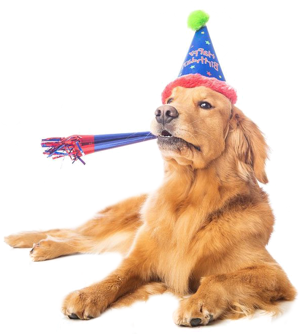 Download Dogbirthday 3 Dog Party Hat Transparent Full Size Png Image Pngkit