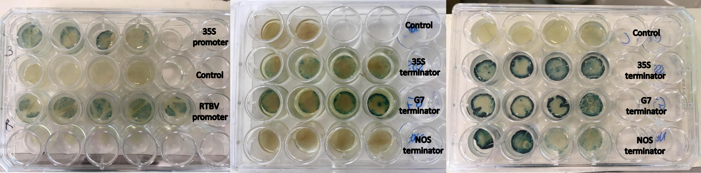 Results Using The Gus Reporter Gene - Watercolor Paint (2922x722), Png Download