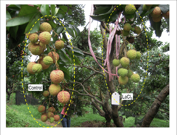 On-tree Fruit Clusters Treated With Water And Lacl - Fruit Tree (740x565), Png Download