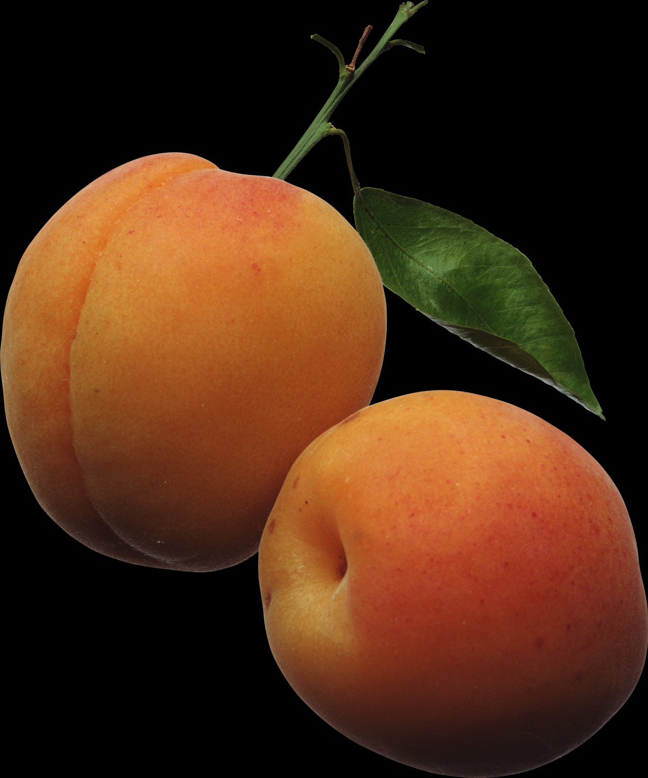 Peach Png - Peach (1333x1600), Png Download