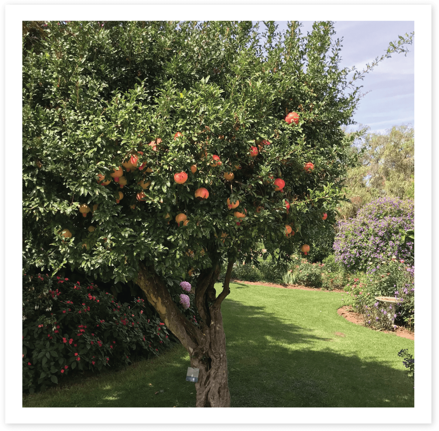 Pomegranate - Blood Orange (1519x1495), Png Download