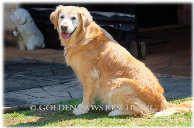 Donate To Petrescue - Golden Retriever (638x638), Png Download