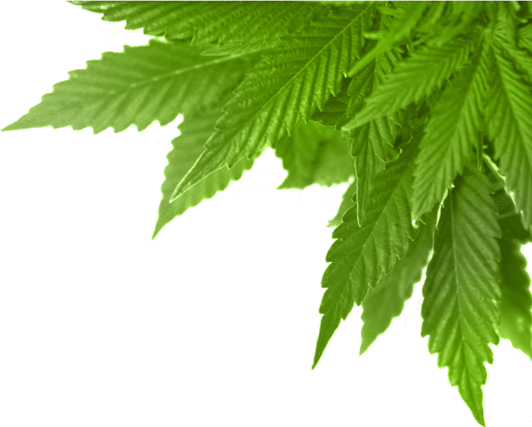 Download Real Marijuana Leaf Png - Full Size PNG Image - PNGkit