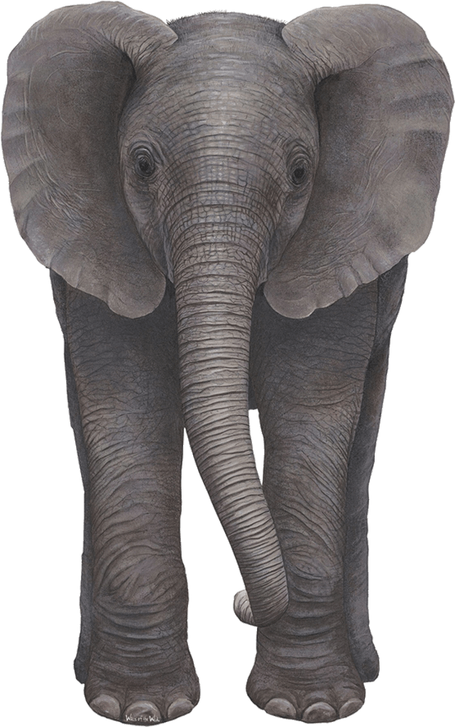 Baby Elephant Jungle Animal Decal Sticker - Elephant (1024x1024), Png Download