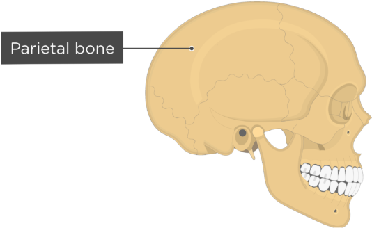 Skull Bones - Lateral View - Parietal Bone - External Acoustic Meatus Lateral View (770x406), Png Download