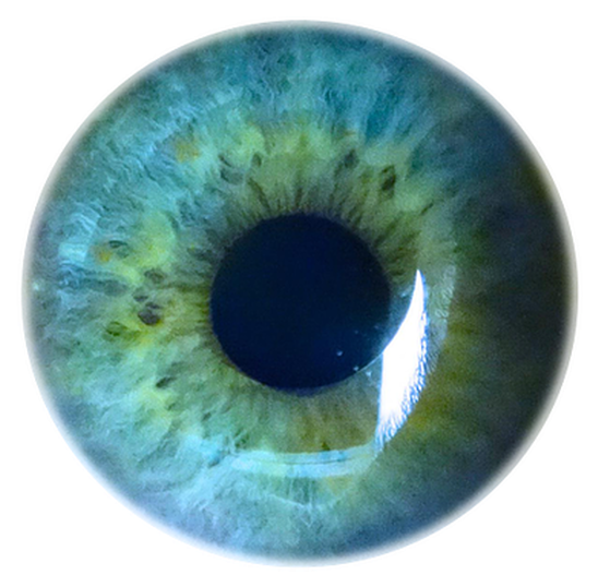 Humans Evolved The Ability To Detect The Wavelengths - Circle (590x576), Png Download