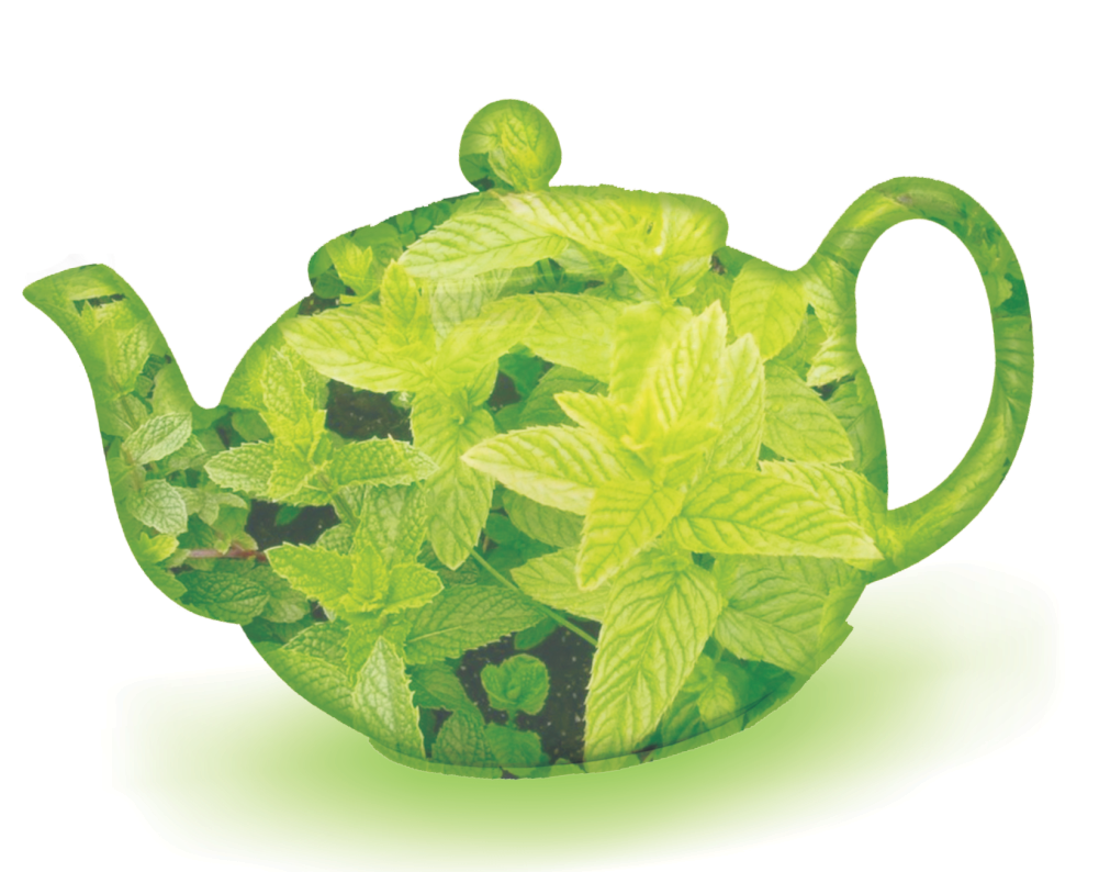 About Spearmint Green Tea (1024x1315), Png Download