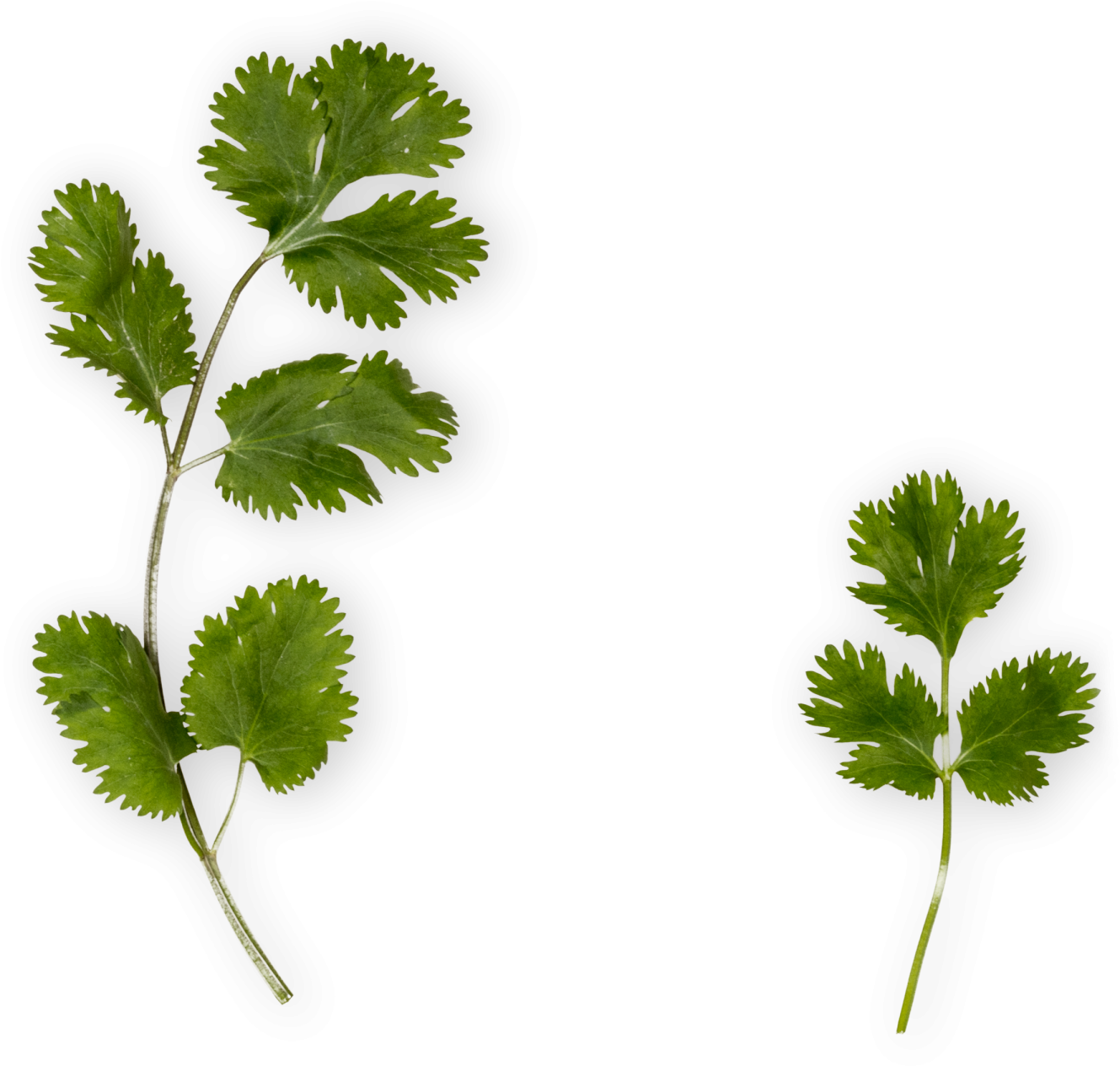 Cilantro Png - Parsley (1500x1500), Png Download