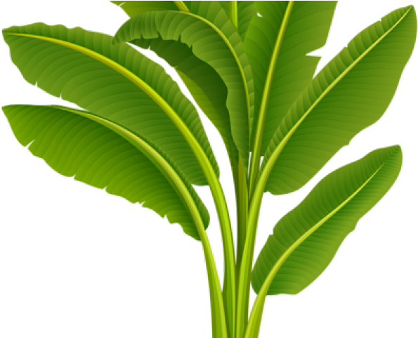 Wedding Clipart Banana Tree - Banana Tree Images Hd (640x480), Png Download