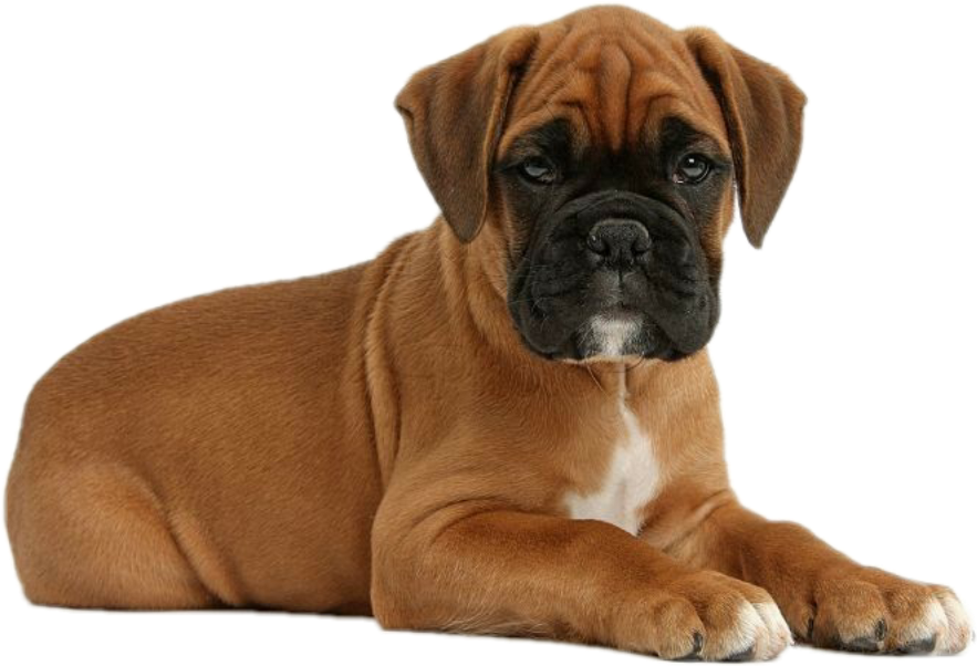 Cute Boxer Puppies - Boxer Puppy (1024x1024), Png Download