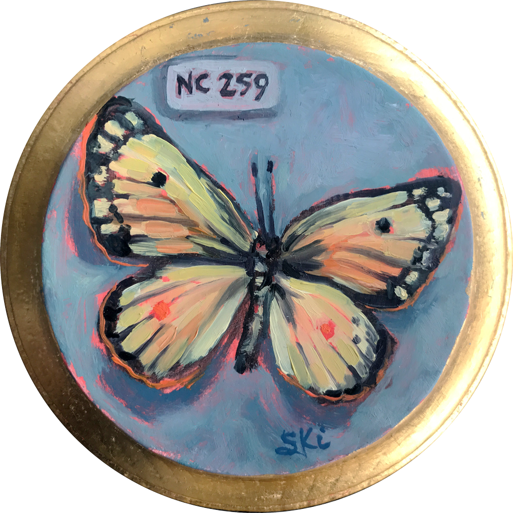 Nc 259 Butterfly - Brush-footed Butterfly (1000x1000), Png Download