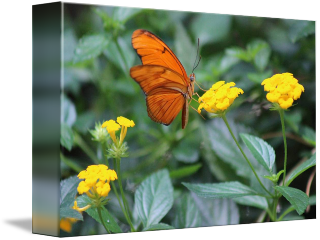 Butterflies On Flowers - Lycaenid (650x489), Png Download