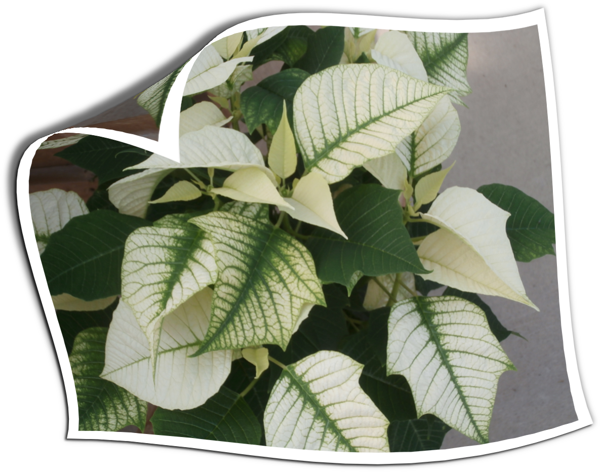 Holiday Plants Form Country Colors Opage Curl (1500x1125), Png Download