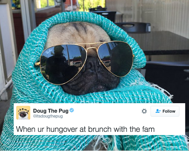 21 Hilarious Tweets About Brunch - Doug The Pug Hungover (630x505), Png Download