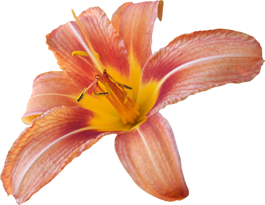 Lily Png - Transparent Background Lily Transparent (900x696), Png Download