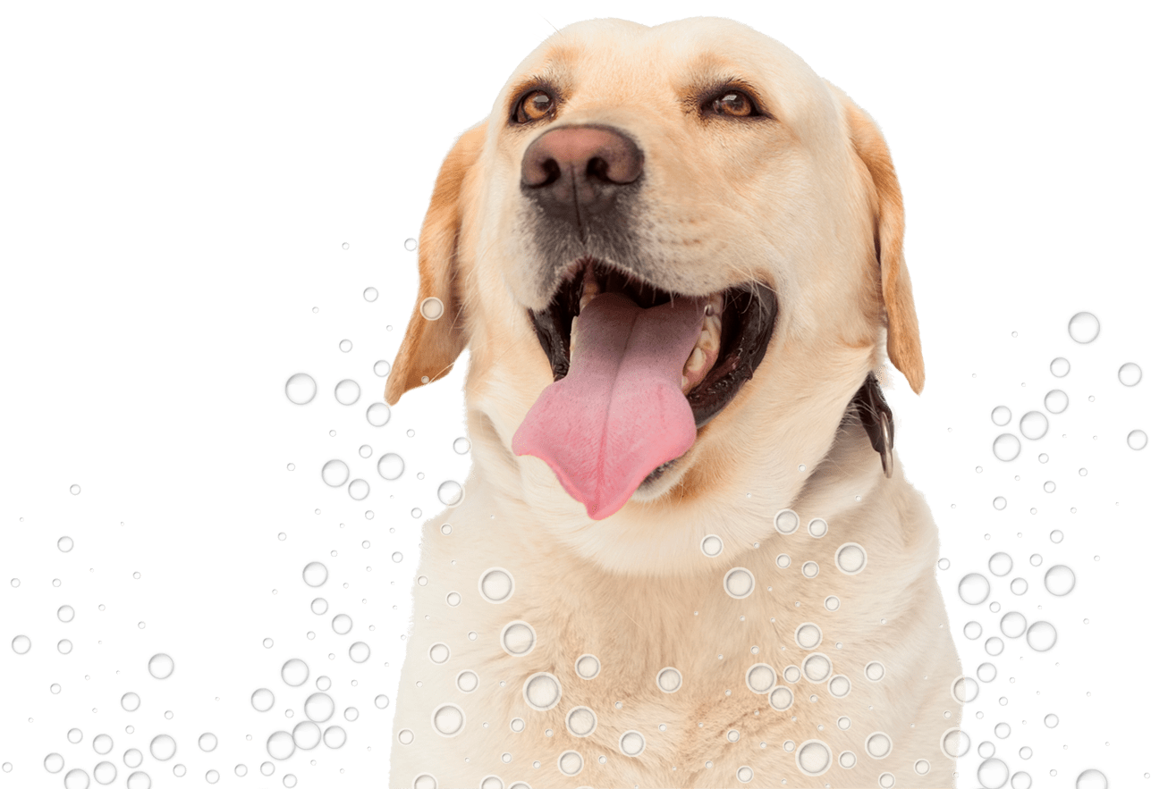 Conga´s Pet Grooming - Dog Yawns (2200x1014), Png Download