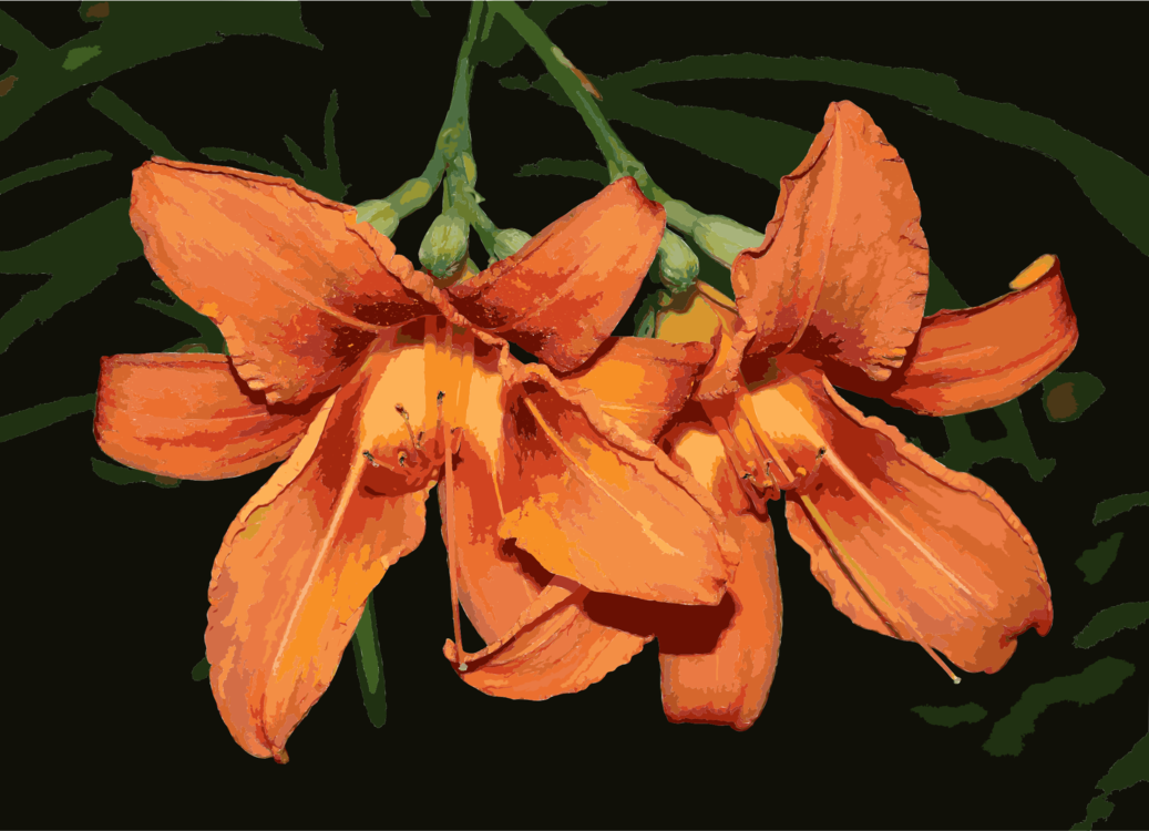 Orange Lily Flower Petal Daylily Plants - Daylily (1037x750), Png Download