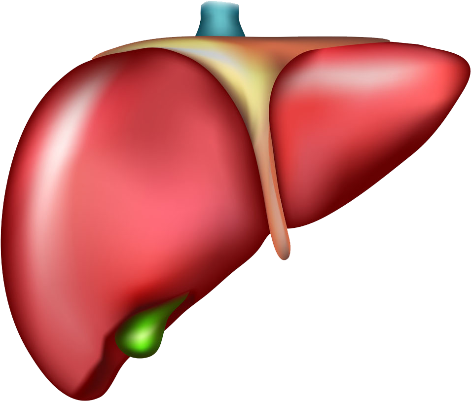 Liver Organ Cirrhosis Drawing - Liver With No Background (1000x868), Png Download