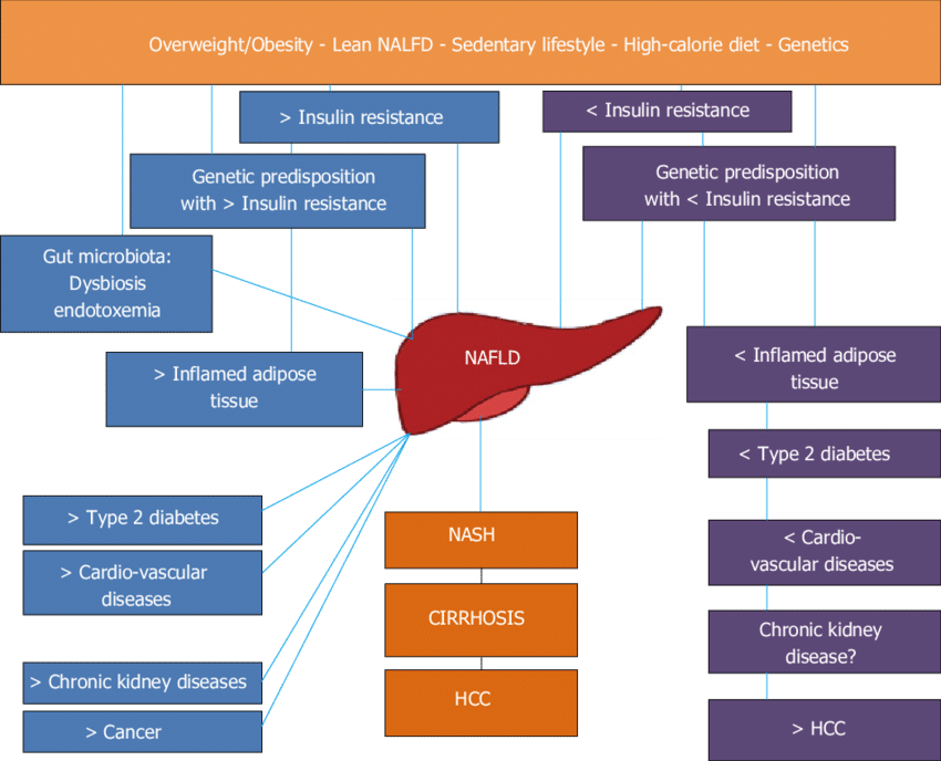 Nonalcoholic Fatty Liver Disease As A Pathogenically - Diagram (850x688), Png Download