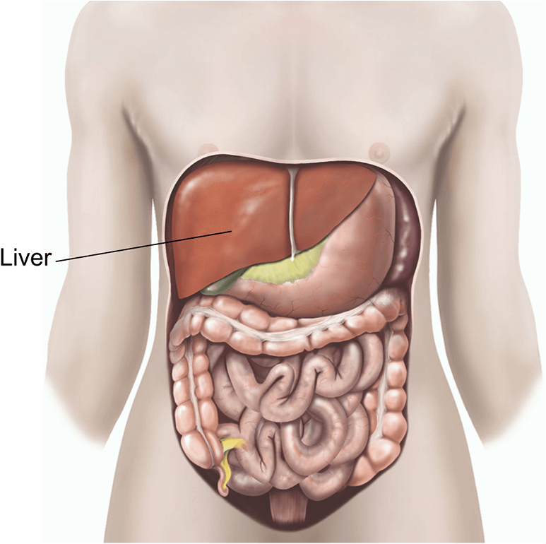 Are There Any Alternatives To A Liver Biopsy - Digestive System (850x800), Png Download
