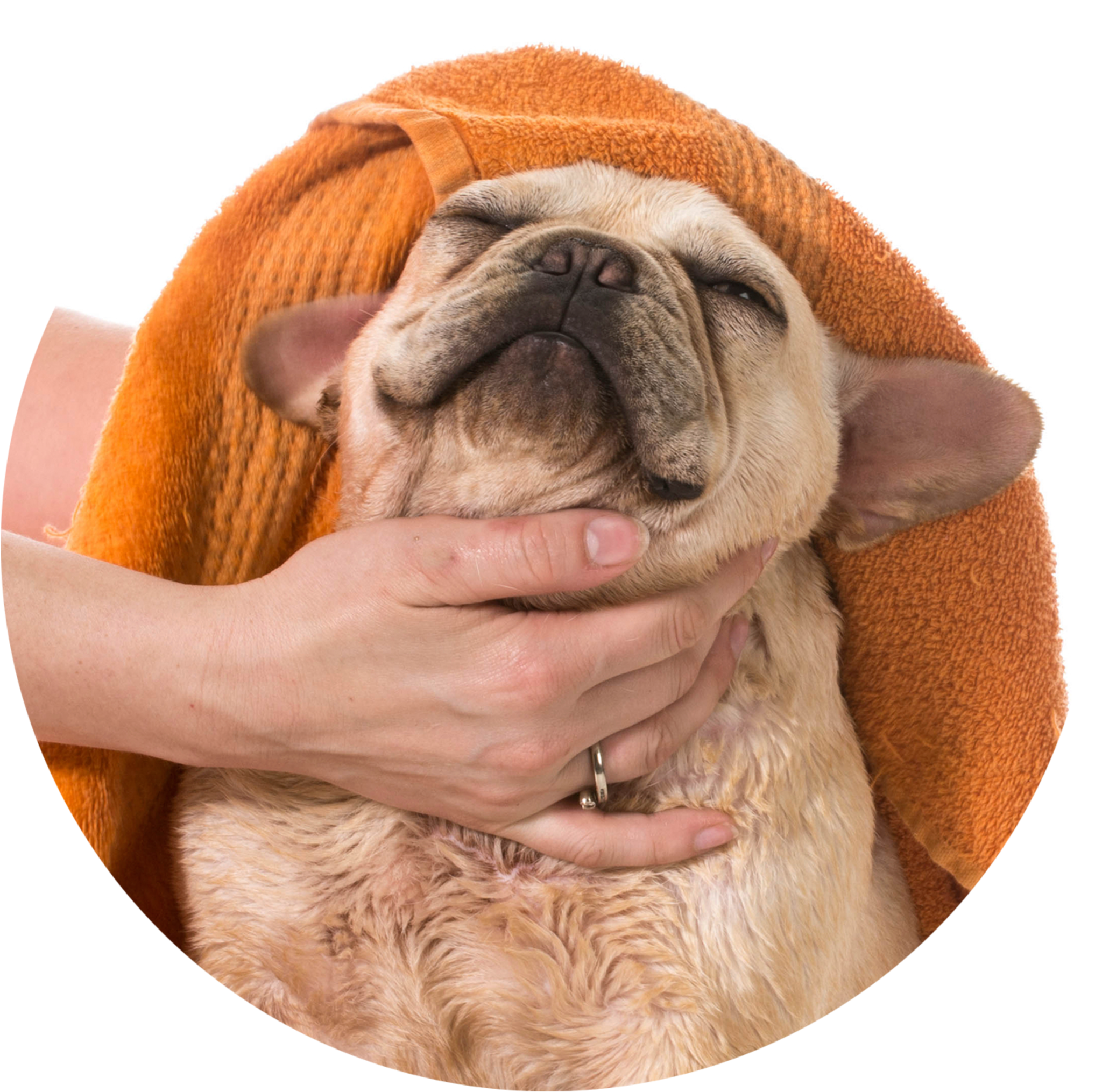 2m Dog Towel 20 Jul 2017 - Towel Drying A Dog (2048x2048), Png Download