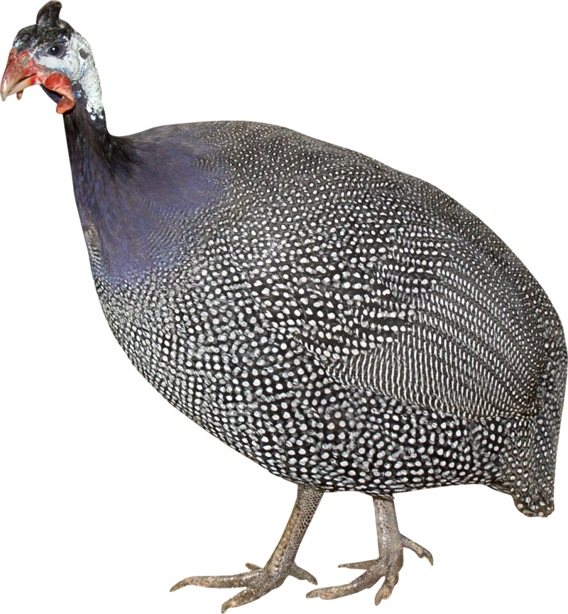 Turkey Bird Png, Download Png Image With Transparent - Индейка Клипарт (800x865), Png Download
