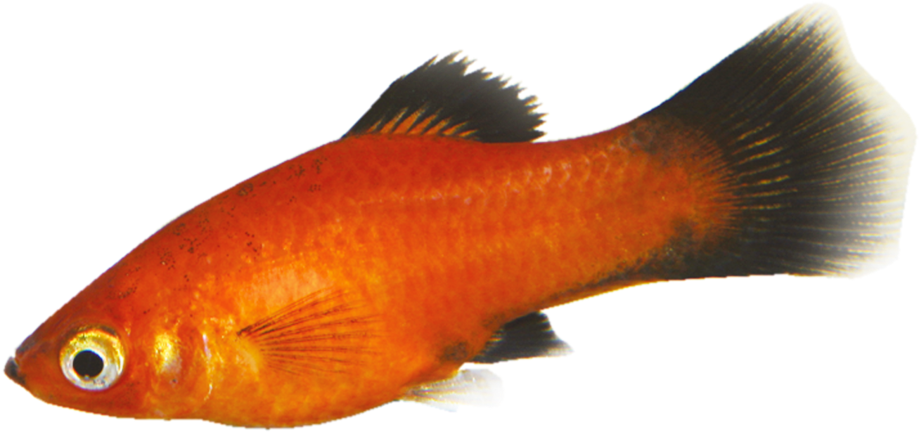 Tropical Fish - Goldfish (1500x900), Png Download