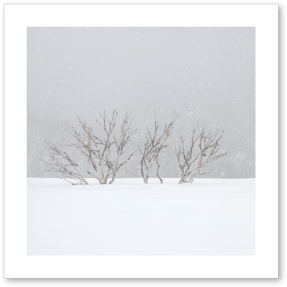 Snow Tree (1000x1000), Png Download