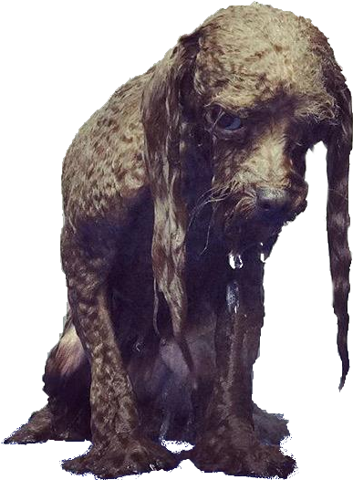 Animala Sad Wet Dog - Elephant (750x738), Png Download