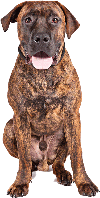 Boerboel - Perro Boerboel Atigrado (1170x780), Png Download