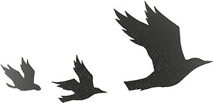Tumblr Static Tumblr Static Tumblr Static Transparent4 - Divergent Birds (500x647), Png Download