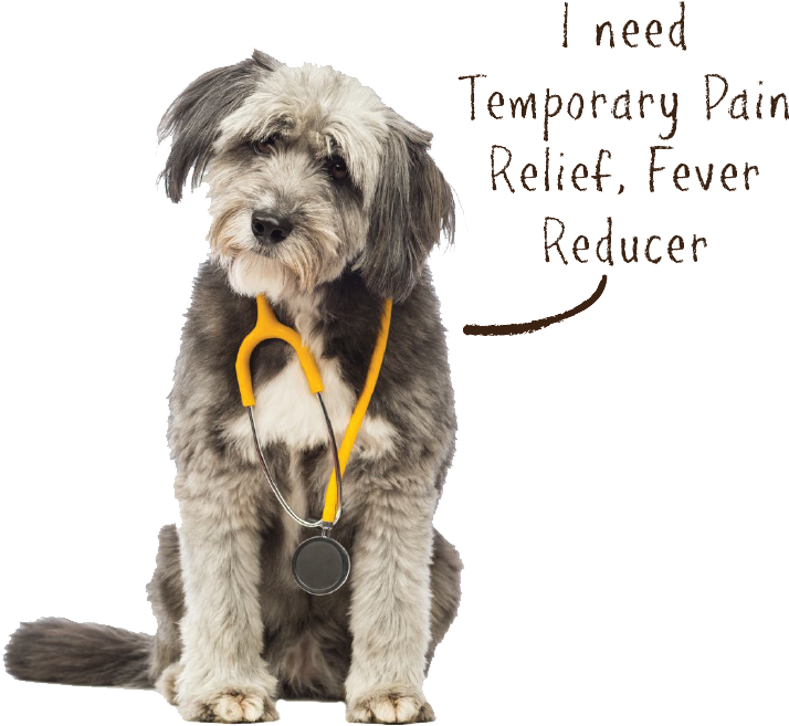 Dog Ache Aid2 - Dog Catches Something (813x685), Png Download