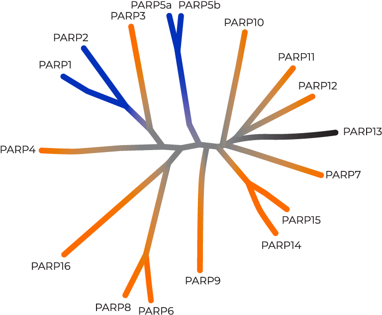 Parps Play Important Roles In Regulating Stress Responses - Diagram (1200x758), Png Download