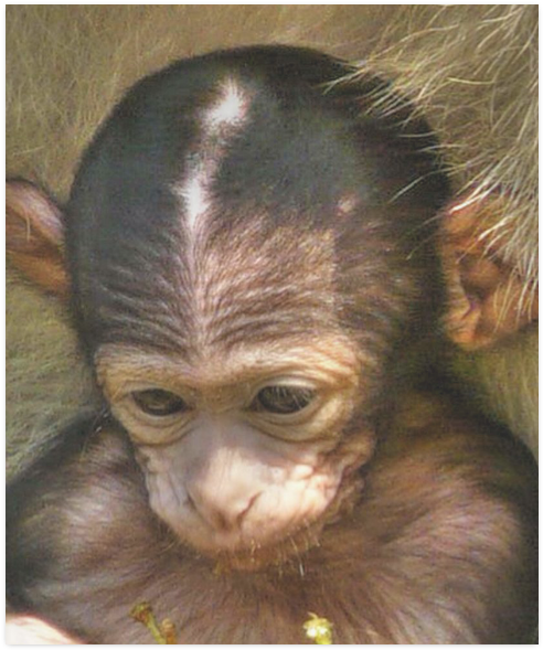 Common Chimpanzee (800x800), Png Download