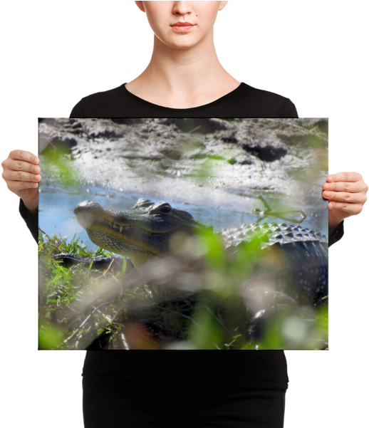 Florida Gator On Canvas - Canvas (600x600), Png Download