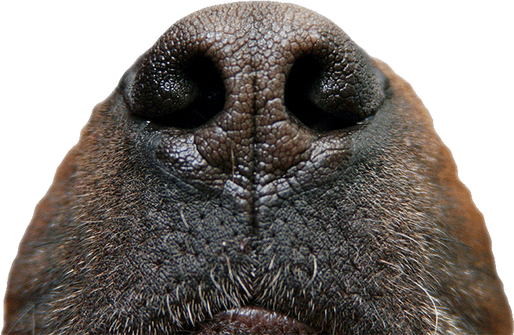 4 - Close-up (749x492), Png Download