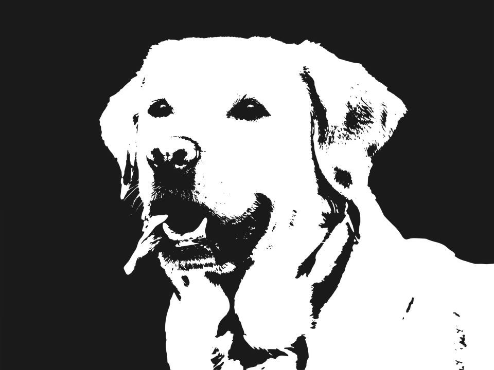 Labrador, Dog, Retriever, Animal, Pet, Happy, Cute - Labrador Vector Png (960x720), Png Download