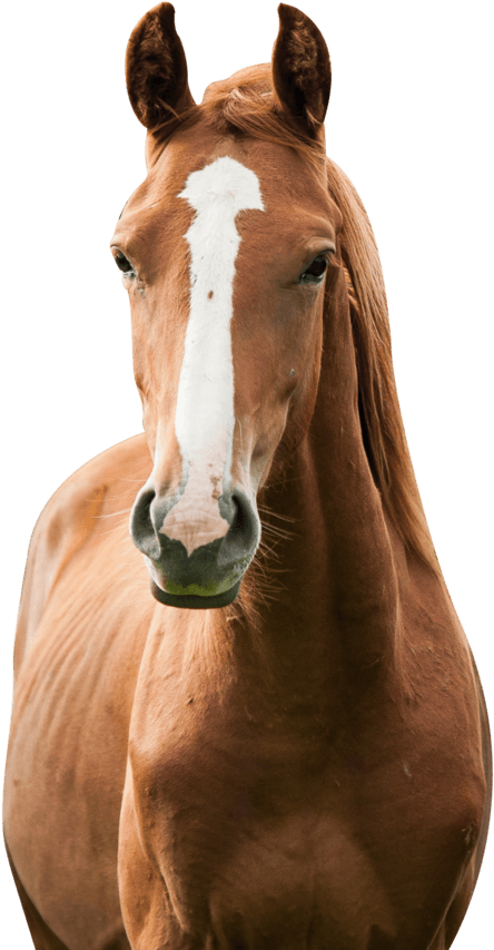 'america's Toughest Sheriff' Spends Nearly A Year Investigating - Horses Png (1420x946), Png Download