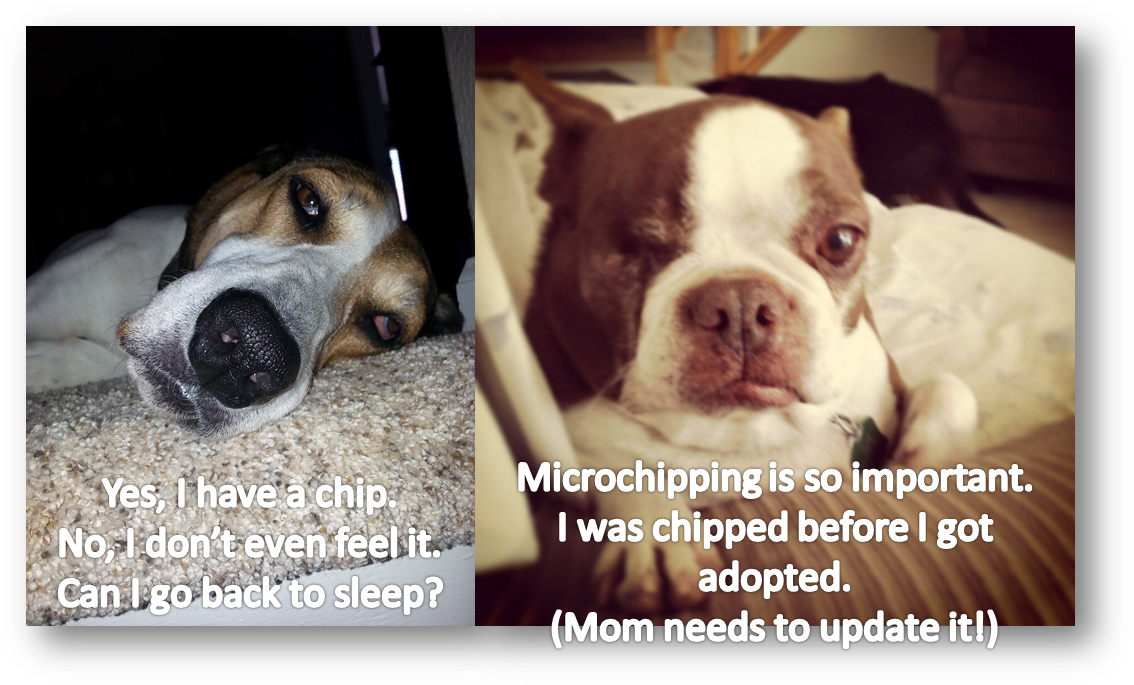 Microchipping - Companion Dog (1146x697), Png Download