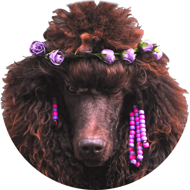 Http - //www - Brownpoodles - Com/wp-content/uploads/ - Standard Poodle (800x800), Png Download