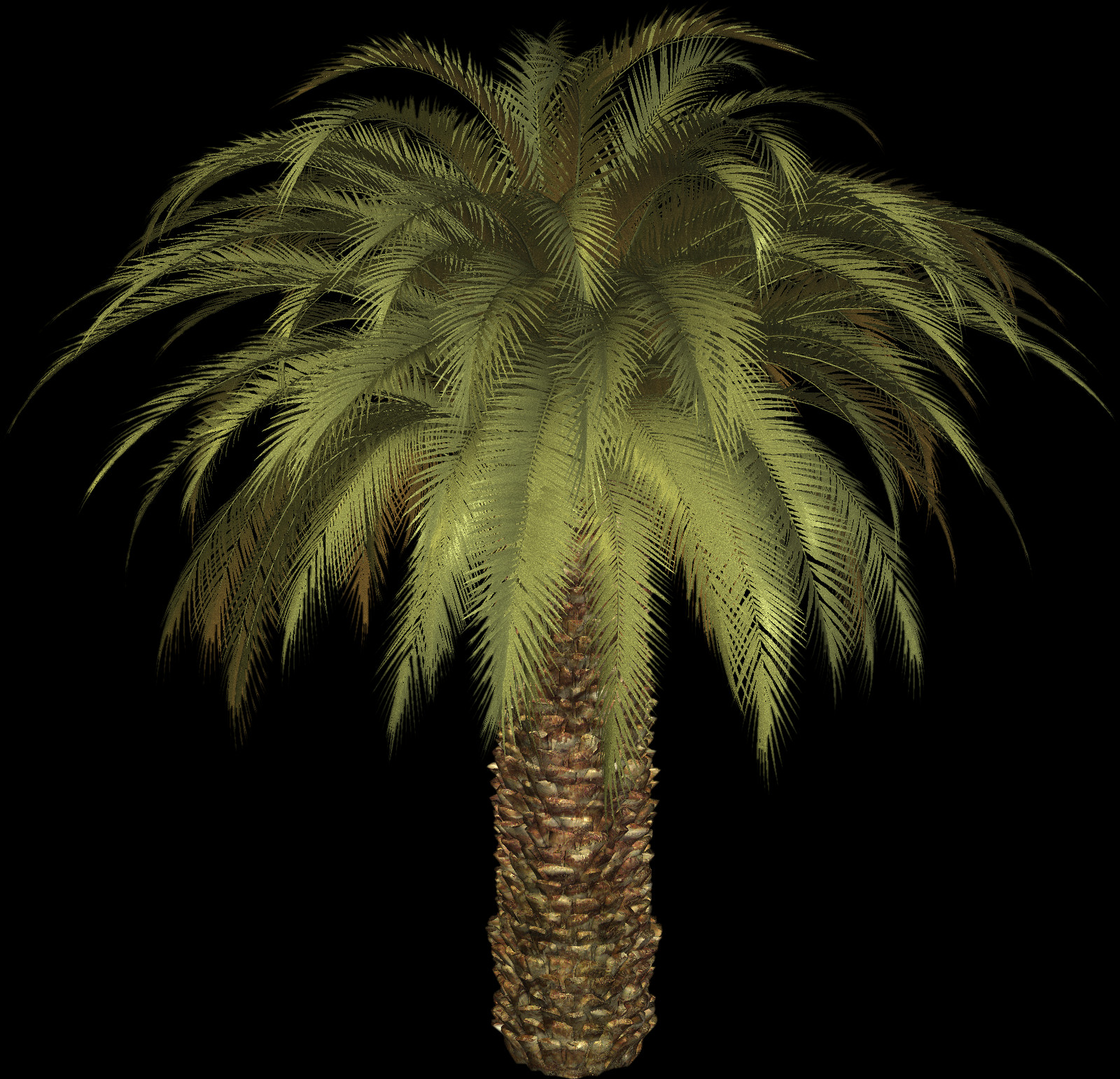 Palm Tree, Free Pngs - Attalea Speciosa (1600x1542), Png Download