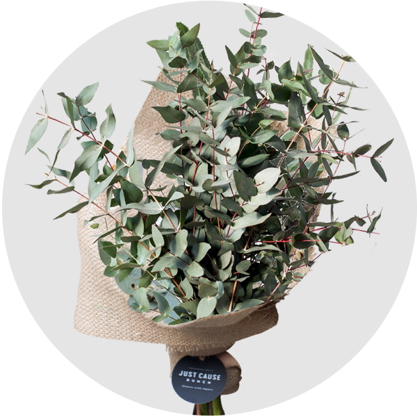 Market Bunch Eucalyptus Gum - Bonsai (600x600), Png Download